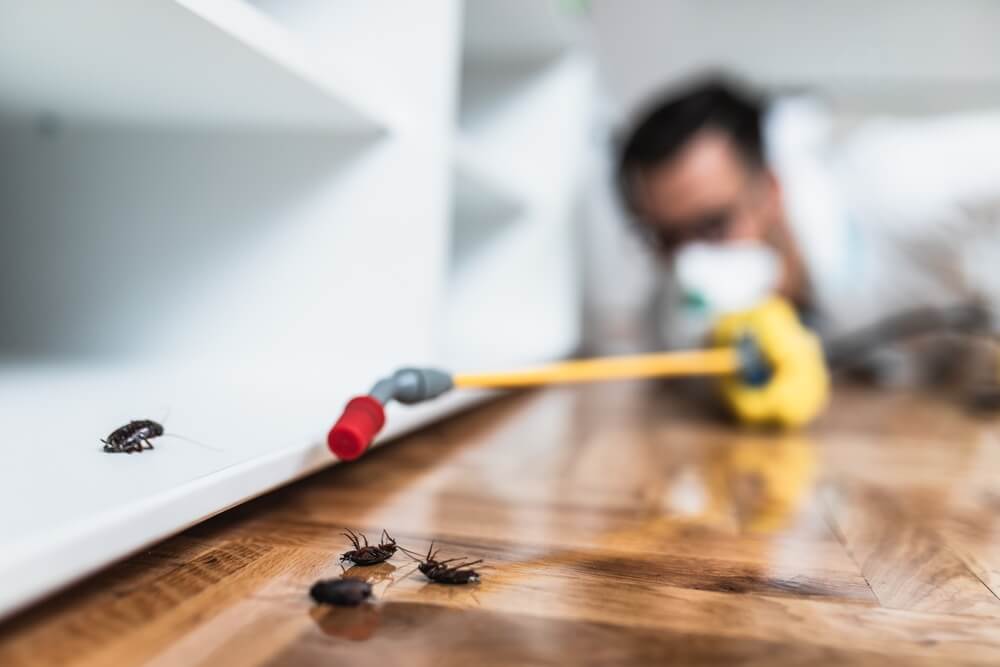 FLAT 2BHK pest control